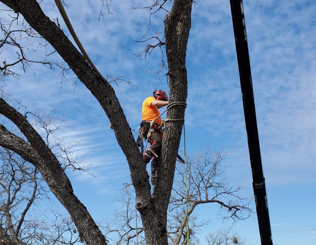 Crane Oak Trimming