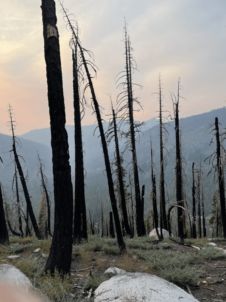 trees after a forest fire