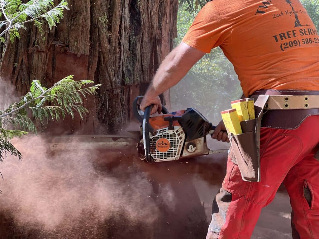 chainsaw cutting tree