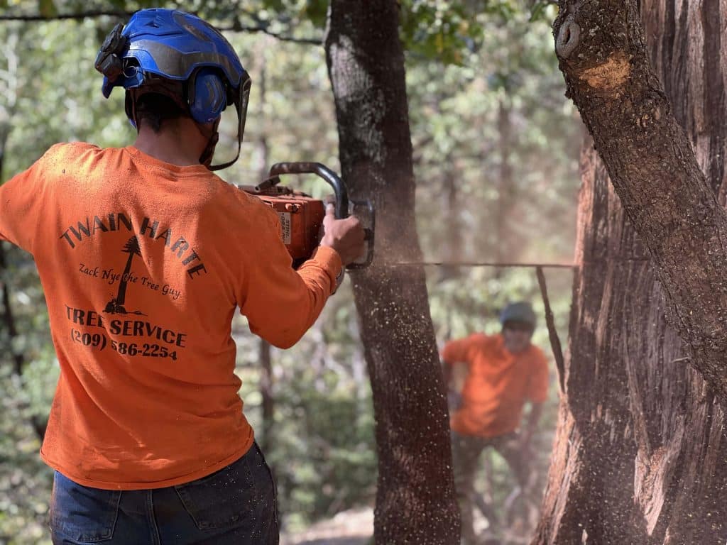 Twain Harte Tree Removal