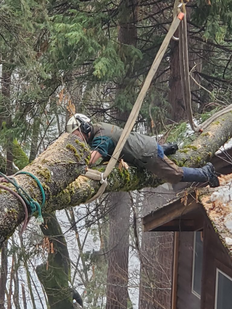 Arborist fully extending themselves to cut down tree