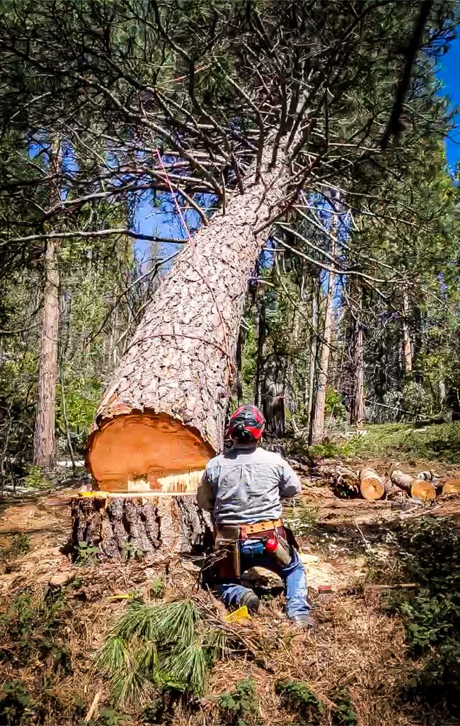 Zack Nye cutting down tree
