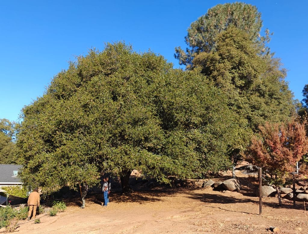 Tree Removal in Twain Harte 1